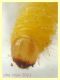 larva gialla 4 mm - Anzio 25.7.2021 - (3).JPG