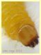 larva gialla 4 mm - Anzio 25.7.2021 - (5).JPG