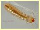 prob. Silvanidae larva 2,2 mm - Anzio 25.7.2021 - (3).JPG