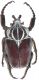 Goliathus goliatus1.JPG