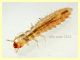 prob. Silvanidae larva 2,2 mm - Anzio 25.7.2021 - (1).JPG