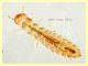 prob. Silvanidae larva 2,2 mm - Anzio 25.7.2021 - (4).JPG