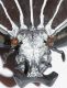 Goliathus goliatus3.JPG