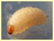 larva Curculio sp. 8 mm. e frutto ospite - Anzio 23.4.2021 - (8).JPG