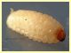 larva Curculio sp. 8 mm. e frutto ospite - Anzio 23.4.2021 - (1).JPG