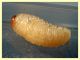 larva Curculio sp. 8 mm. e frutto ospite - Anzio 23.4.2021 - (6).JPG