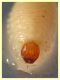 larva Curculio sp. 8 mm. e frutto ospite - Anzio 23.4.2021 - (3).JPG