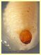 larva Curculio sp. 8 mm. e frutto ospite - Anzio 23.4.2021 - (4).JPG