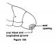Anobiidae from Stehr (1991).jpg