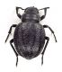 Comb3697cr-14zL6.jpg