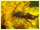 prob. Nomada femoralis - Anzio 13.4.2022 - (3).JPG
