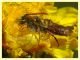 prob. Nomada femoralis - Anzio 13.4.2022 - (4).JPG