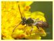 prob. Nomada femoralis - Anzio 13.4.2022 - (1).JPG
