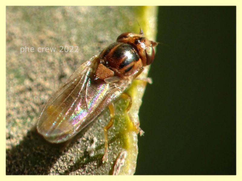 Thaumatomyia notata - Anzio 13.4.2022 - (2).JPG