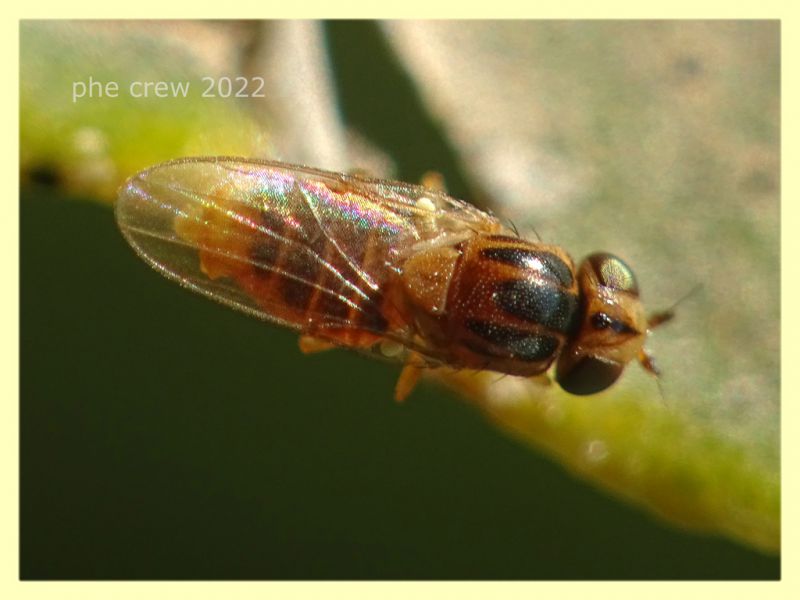 Thaumatomyia notata - Anzio 13.4.2022 - (3).JPG