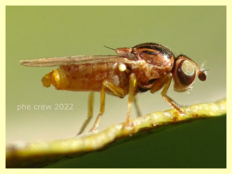 Thaumatomyia notata - Anzio 13.4.2022 - (4).JPG