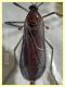 Cecidomyiidae prob. Oligotrophini prob. Rhopalomyia sp. - Anzio 13.4.2022 - (4).JPG