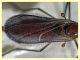Cecidomyiidae prob. Oligotrophini prob. Rhopalomyia sp. - Anzio 13.4.2022 - (6).jpg