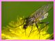 Empis sericans - femmina - Anzio 13.4.2022 - (1).JPG