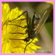 Empis sericans - femmina - Anzio 13.4.2022 - (2).JPG