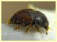 Acanthogethes fuscus - Anzio - Tor Caldara - 14.4.2022 - (5).JPG