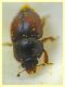 Acanthogethes fuscus - Anzio - Tor Caldara - 14.4.2022 - (3).JPG