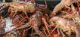 CROSTACEI.j2.pg.jpg