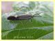 prob. Esperia sulphurella - Anzio - Tor Caldara - 14.4.2022 - (5).JPG
