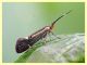 prob. Esperia sulphurella - Anzio - Tor Caldara - 14.4.2022 - (1).JPG