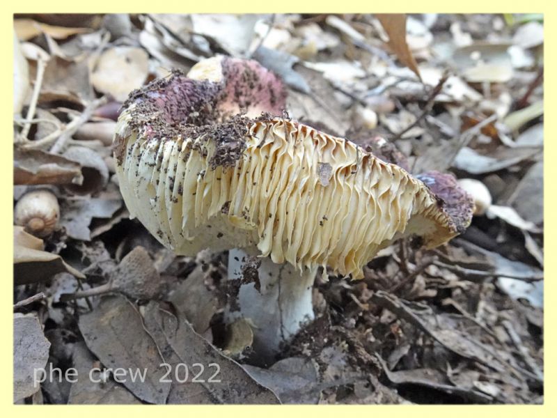 Lycoperdina sp. con Acari e fungo ospite - Anzio - Tor Caldara - 14.4.2022 - (6).JPG