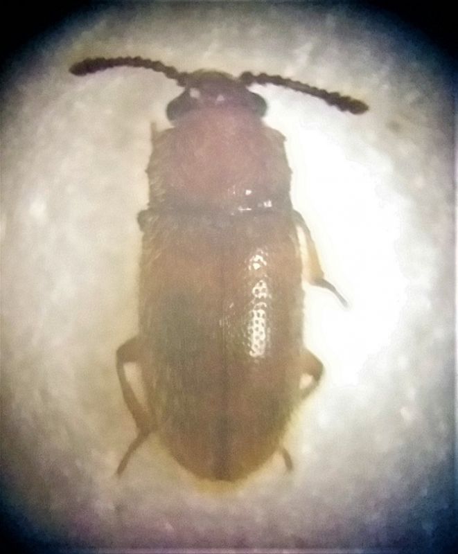 2,5 mm.jpg