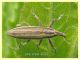 Lixus anguinus - Anzio - Tor Caldara - 14.4.2022 - (1).JPG