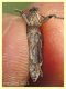 Lixus anguinus - Anzio - Tor Caldara - 14.4.2022 - (2).JPG