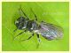 Ceratina cucurbitina - Anzio - Tor Caldara - 14.4.2022 -  (2).JPG