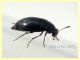 prob. Anaspis serbica 1,8 mm. - Anzio 20.5.2021 - (2).JPG