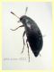 prob. Anaspis serbica 1,8 mm. - Anzio 20.5.2021 - (4).JPG