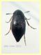 prob. Anaspis serbica 1,8 mm. - Anzio 20.5.2021 - (5).JPG