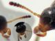 prob. Anaspis serbica 1,8 mm. - Anzio 20.5.2021 - antenna e palpi.JPG