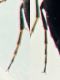 prob. Anaspis serbica 1,8 mm. - Anzio 20.5.2021 - zampa posteriore.JPG