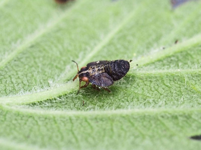 Psyllidae_Ctenarytaina_eucalypti_Ulmus_laevis_ninfa (1).jpg