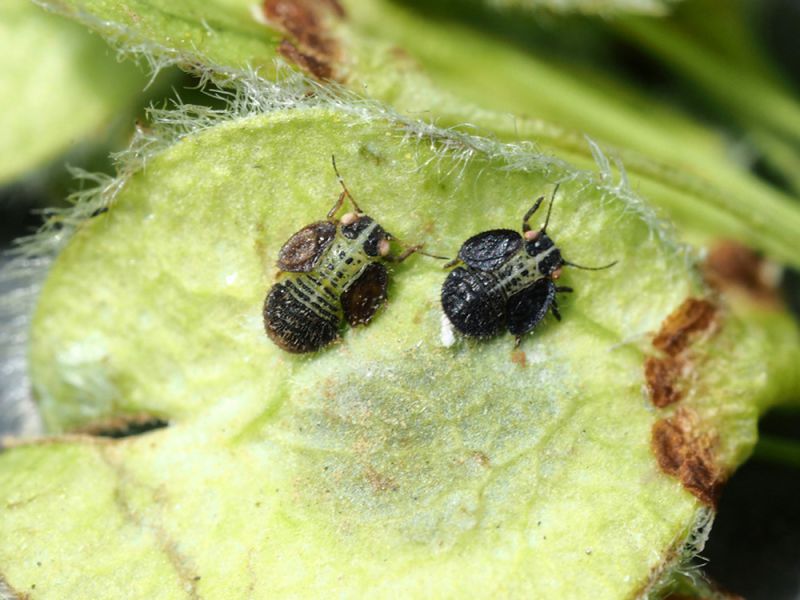 Psyllidae_Ctenarytaina_eucalypti_Ulmus_laevis_ninfa (2).jpg