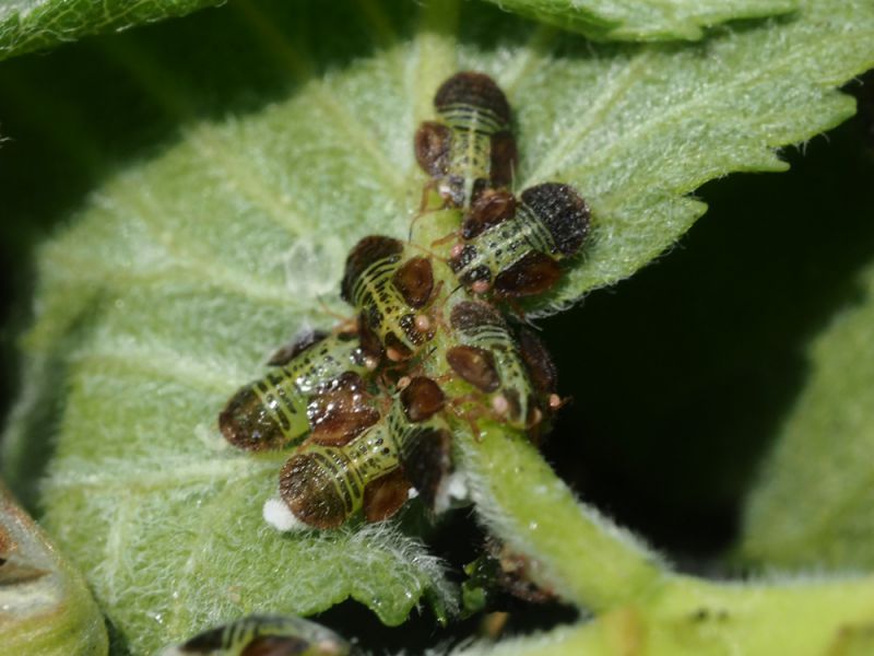 Psyllidae_Ctenarytaina_eucalypti_Ulmus_laevis_ninfa (5).jpg