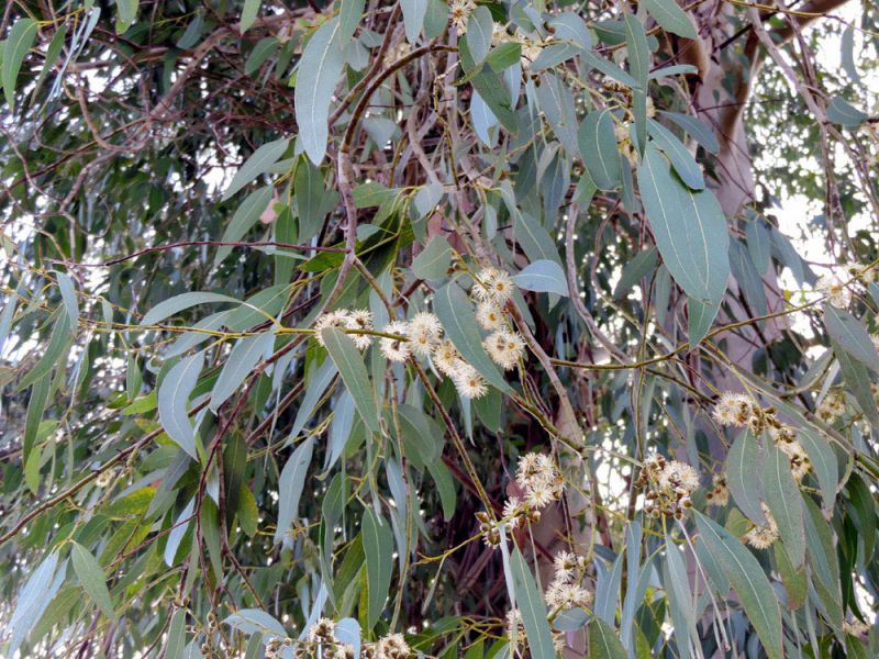 Eucalyptus_camaldulensis_fiori.jpg