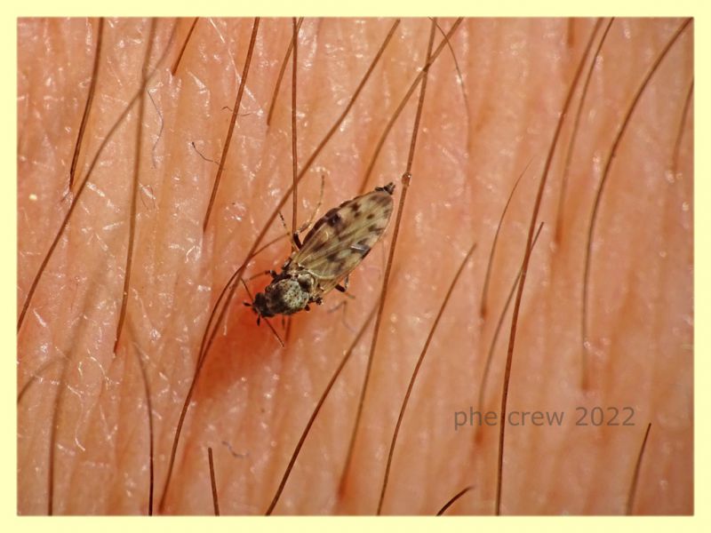 Culicoides sp. - Ceratopogonidae - Solfatara di Pomezia - 28.4.2022 - (1).JPG