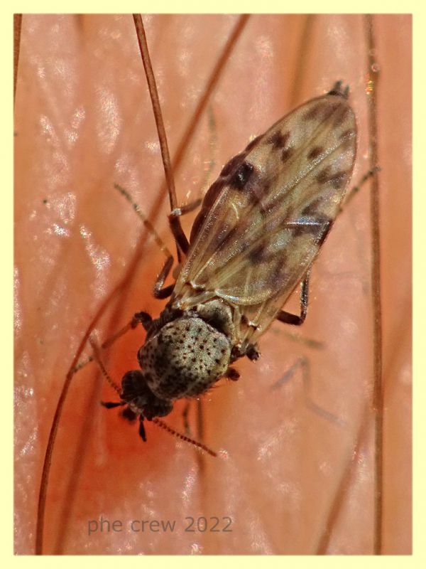 Culicoides sp. - Ceratopogonidae - Solfatara di Pomezia - 28.4.2022 - (2).JPG