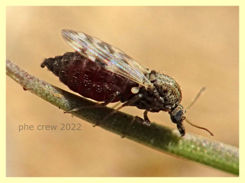 Culicoides sp. - Ceratopogonidae - Solfatara di Pomezia - 28.4.2022 - (3).JPG