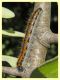 larva Lepidottero e pianta ospite - Solfatara di Pomezia - 28.4.2022 - (2).JPG