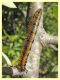 larva Lepidottero e pianta ospite - Solfatara di Pomezia - 28.4.2022 - (1).JPG