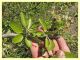 larva Lepidottero e pianta ospite - Solfatara di Pomezia - 28.4.2022 - (4).JPG
