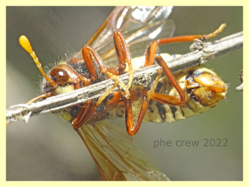 Cimbex quadrimaculatus - Solfatara di Pomezia - 28.4.2022 - (4).JPG